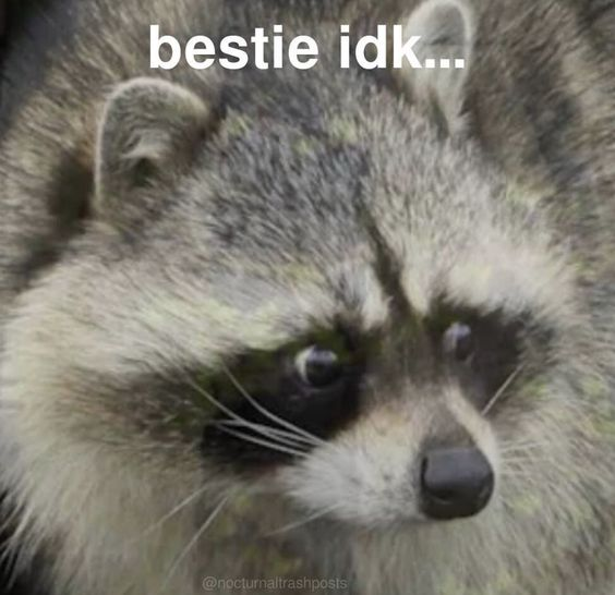 bestie idk... Raccoon